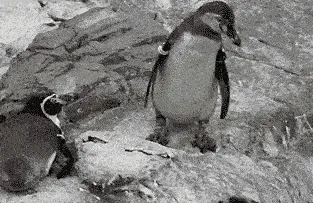 usar figma en linux
